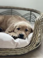 Tucker, a male Golden Retriever for sale in Addison, IL – Photo 1 of 3