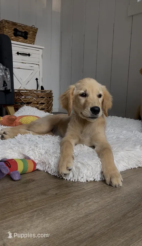 Sophie – Golden Retriever puppy for sale in Addison, IL
