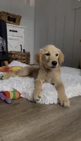 Sophie, a female Golden Retriever for sale in Addison, IL – 1 of 3