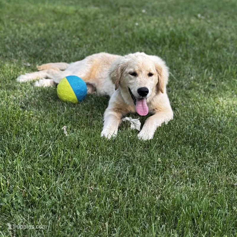 Ollie – Golden Retriever puppy for sale in Addison, IL