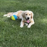 Ollie, a male Golden Retriever for sale in Addison, IL – 1 of 4