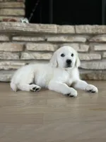 Murphy, a male Golden Retriever for sale in Addison, IL – 2 of 2