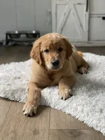 Cooper, a male Golden Retriever for sale in Addison, IL – 3 of 4