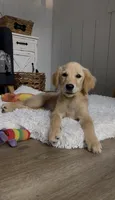 Sophie, a female Golden Retriever for sale in Addison, IL – 2 of 3
