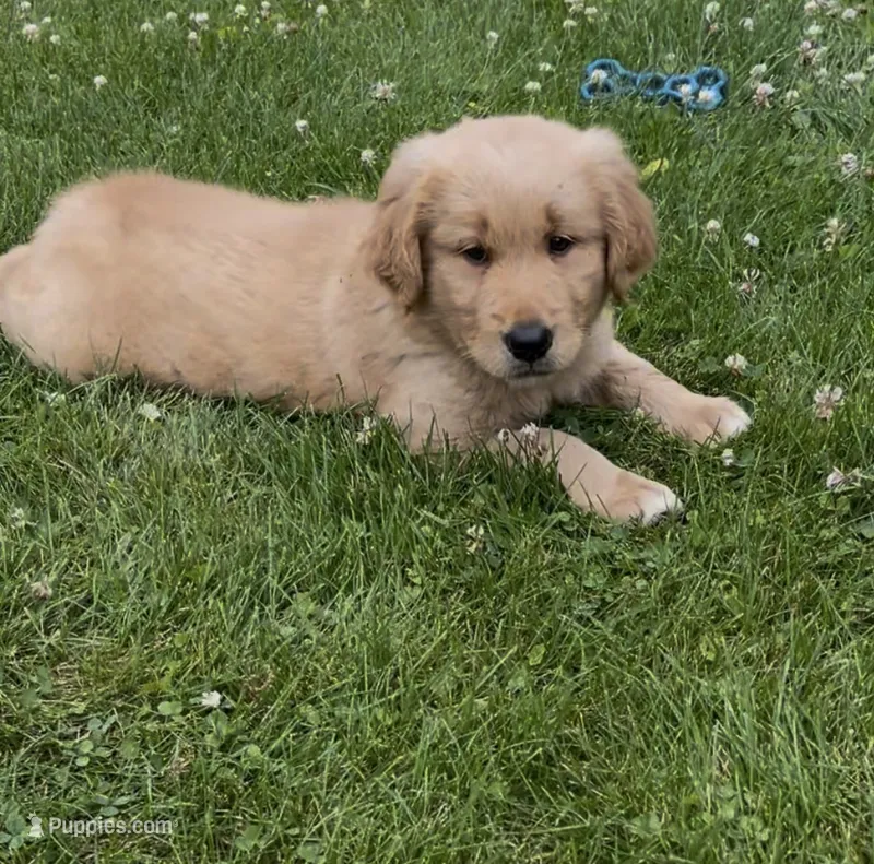 Charlie – Golden Retriever puppy for sale in Addison, IL