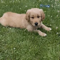 Charlie, a male Golden Retriever for sale in Addison, IL – 1 of 1