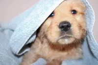 Lexie, a female Golden Retriever for sale in Addison, IL – Photo 3 of 4