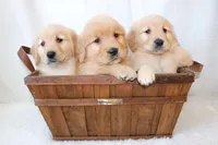 Lexie, a female Golden Retriever for sale in Addison, IL – Photo 1 of 4