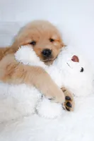 Sophie, a female Golden Retriever for sale in Addison, IL – Photo 3 of 4