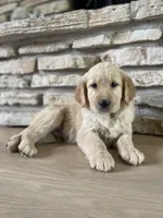 Winston , a male Golden Retriever for sale in Addison, IL – 2 of 3