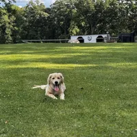 Ollie, a male Golden Retriever for sale in Addison, IL – 2 of 4
