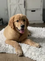 Cooper, a male Golden Retriever for sale in Addison, IL – 2 of 4