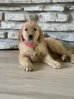 Daisy, a female Golden Retriever for sale in Addison, IL – 1 of 2