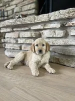 Winston , a male Golden Retriever for sale in Addison, IL – 3 of 3