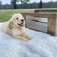 Murphy, a male Golden Retriever for sale in Addison, IL – 2 of 3