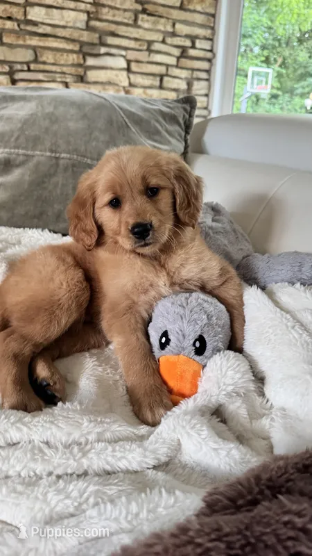 Sophie – Golden Retriever puppy for sale in Addison, IL