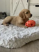 Sadie, a female Golden Retriever for sale in Addison, IL – 3 of 3