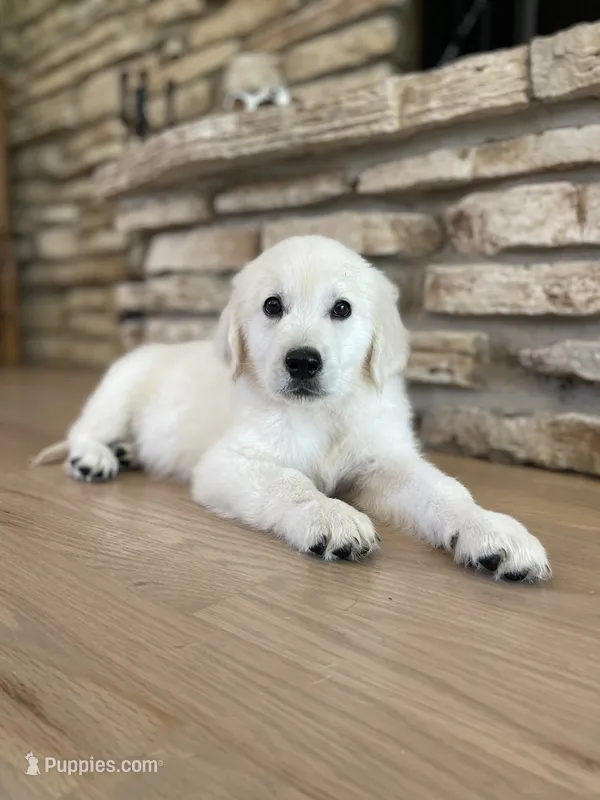 Murphy – Golden Retriever puppy for sale in Addison, IL