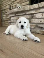 Murphy, a male Golden Retriever for sale in Addison, IL – 1 of 2