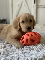 Sadie, a female Golden Retriever for sale in Addison, IL – 2 of 3