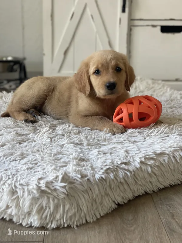 Sadie – Golden Retriever puppy for sale in Addison, IL