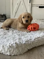 Sadie, a female Golden Retriever for sale in Addison, IL – 1 of 3