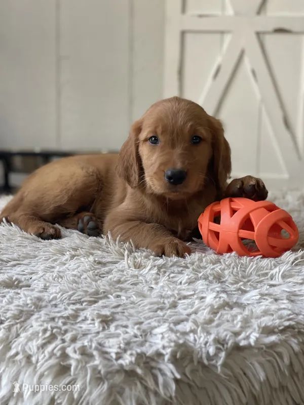Cooper – Golden Retriever puppy for sale in Addison, IL