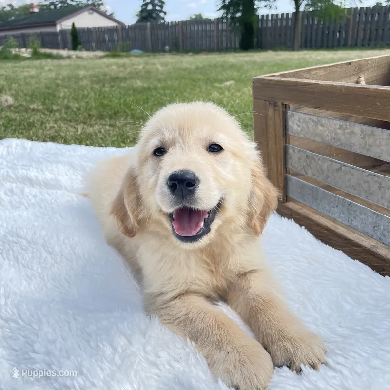 Murphy – Golden Retriever puppy for sale in Addison, IL