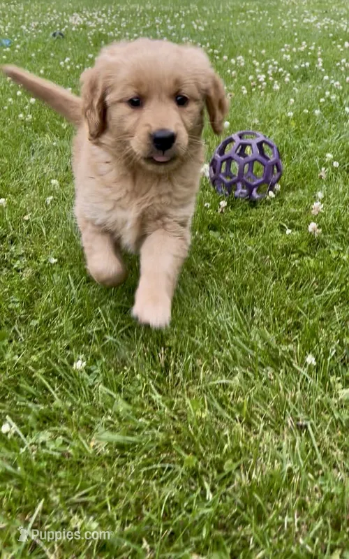 Sophie – Golden Retriever puppy for sale in Addison, IL