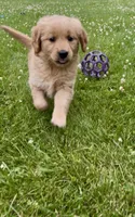Sophie, a female Golden Retriever for sale in Addison, IL – 1 of 1