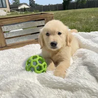 Murphy, a male Golden Retriever for sale in Addison, IL – 3 of 3