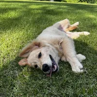 Ollie, a male Golden Retriever for sale in Addison, IL – 3 of 4