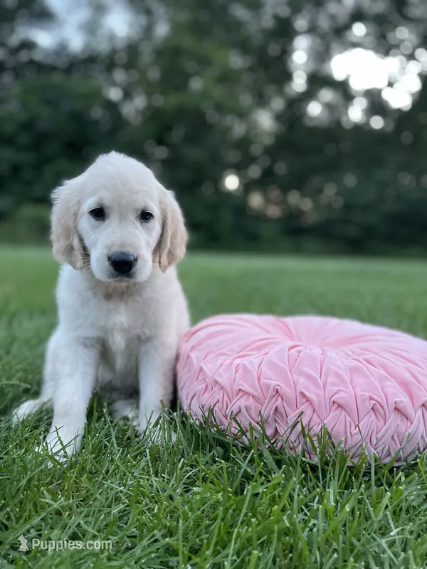 Sadie  – Golden Retriever puppy for sale in Addison, IL