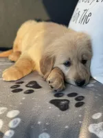 Sophie , a female Golden Retriever for sale in Addison, IL – Photo 3 of 3