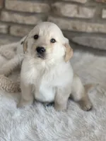 Winston, a male Golden Retriever for sale in Addison, IL – Photo 2 of 4