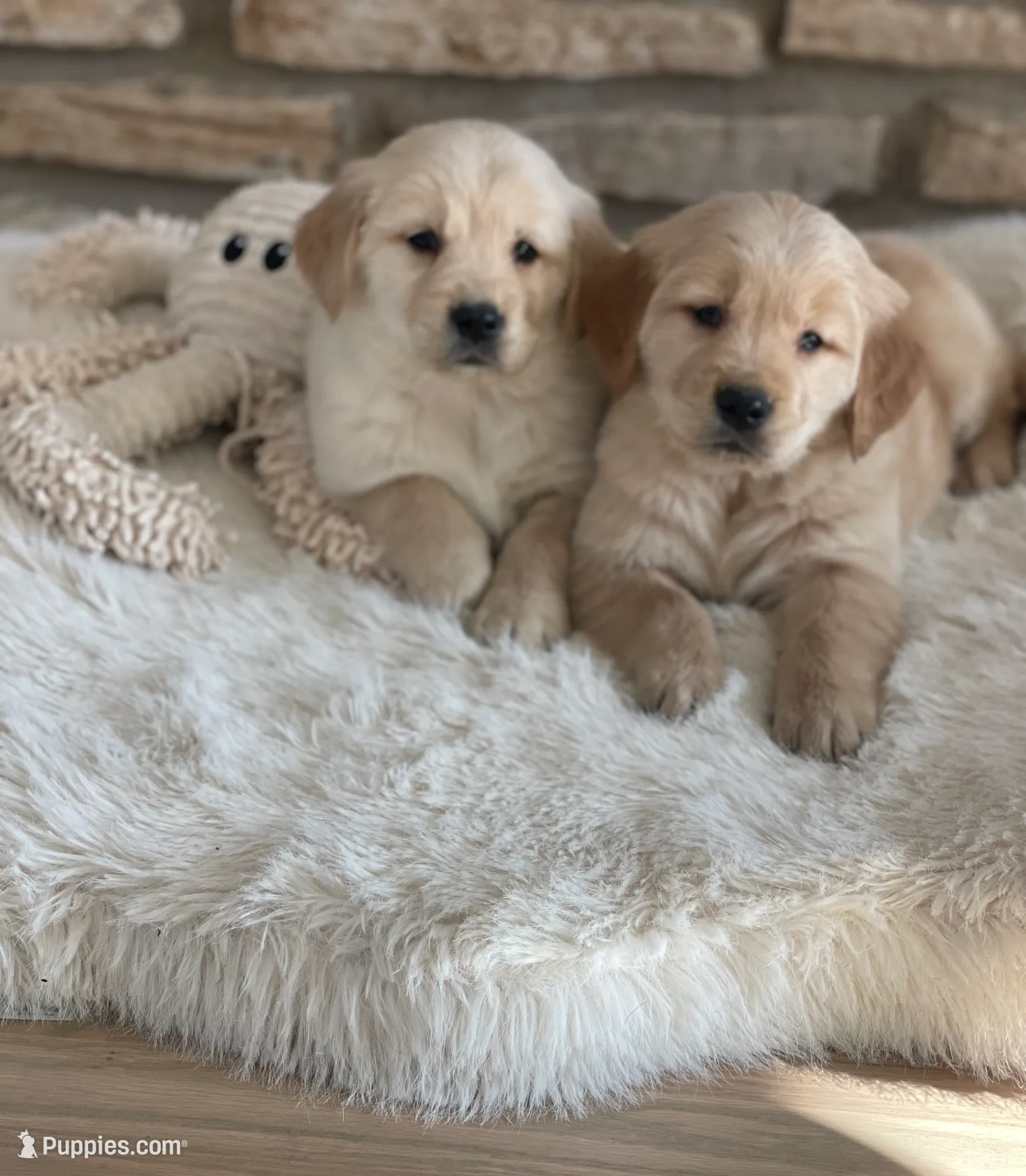 Winston, a male Golden Retriever for sale in Addison, IL – Photo 4 of 4