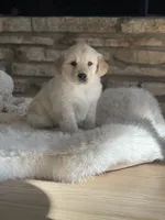 Winston, a male Golden Retriever for sale in Addison, IL – Photo 1 of 4