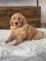 Tucker, a male Golden Retriever for sale in Addison, IL – Photo 1 of 2