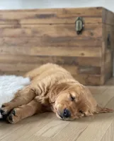 Tucker, a male Golden Retriever for sale in Addison, IL – Photo 2 of 2