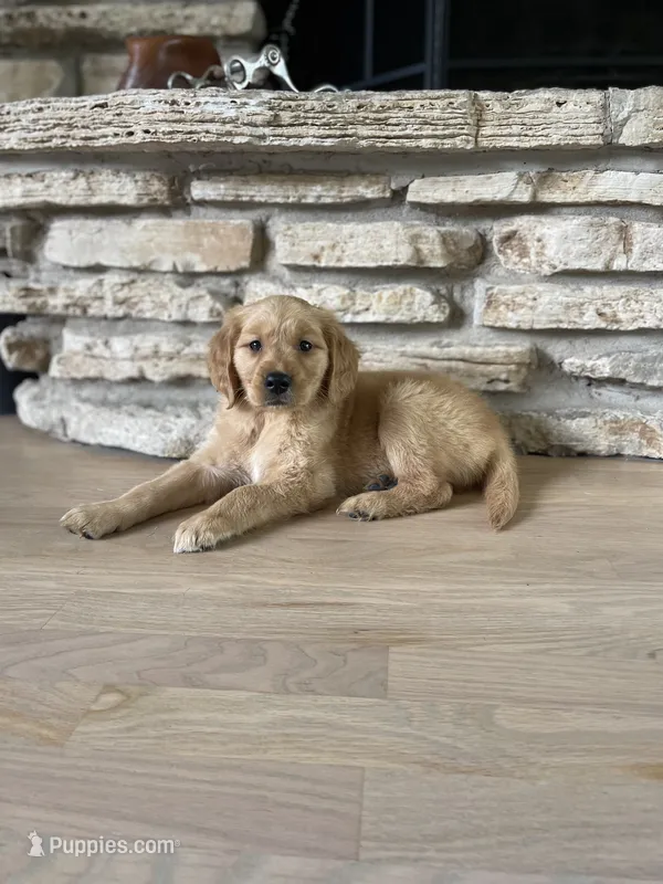Charlie – Golden Retriever puppy for sale in Addison, IL