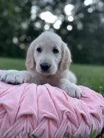 Sadie , a female Golden Retriever for sale in Addison, IL – 2 of 3