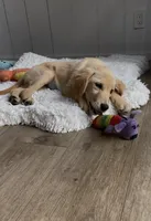 Sophie, a female Golden Retriever for sale in Addison, IL – 3 of 3