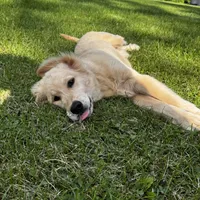 Ollie, a male Golden Retriever for sale in Addison, IL – 4 of 4