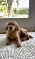 Molly , a female Golden Retriever for sale in Addison, IL – 1 of 1