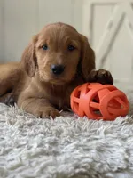 Cooper, a male Golden Retriever for sale in Addison, IL – 2 of 2