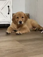 Cooper, a male Golden Retriever for sale in Addison, IL – 4 of 4