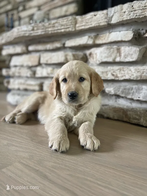 Winston  – Golden Retriever puppy for sale in Addison, IL