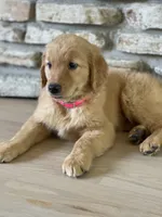 Daisy, a female Golden Retriever for sale in Addison, IL – 2 of 2