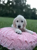 Sadie , a female Golden Retriever for sale in Addison, IL – 3 of 3