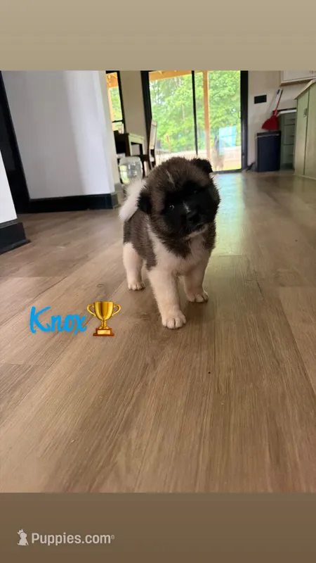 Knox  – Akita puppy for sale in Memphis, TN